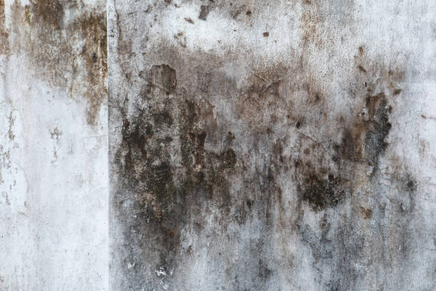 Best Environmental Consulting for Mold Prevention  in Laflin, PA