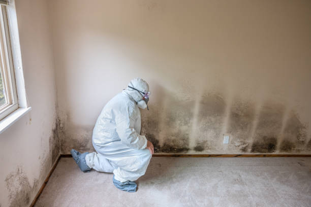 Best Mold Damage Restoration  in Laflin, PA