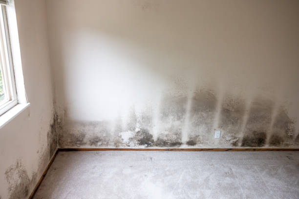 Best Mold Prevention Services  in Laflin, PA
